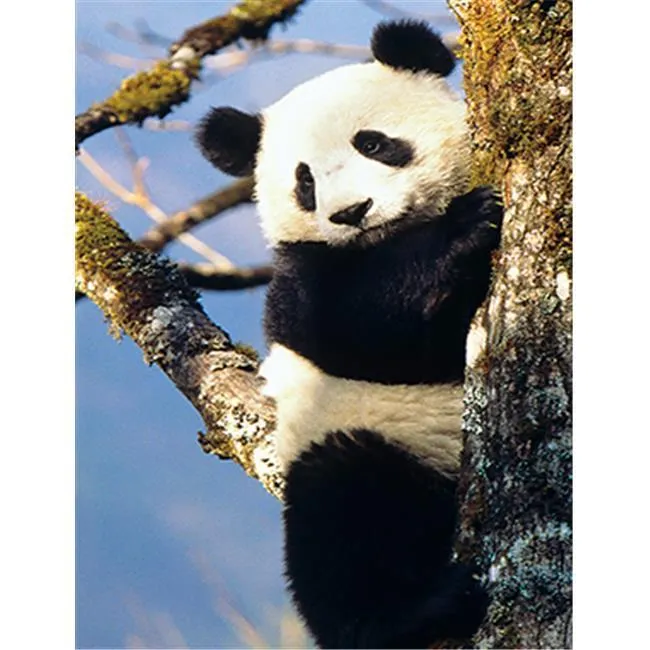 Panda Bear