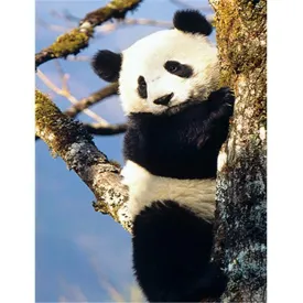 Panda Bear